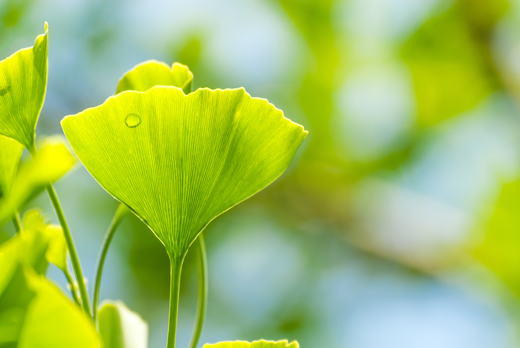 Ginko leaves