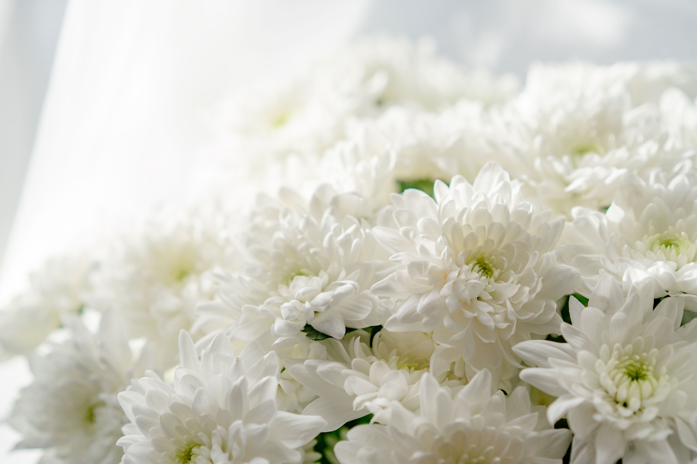 Beautiful White Flowers 